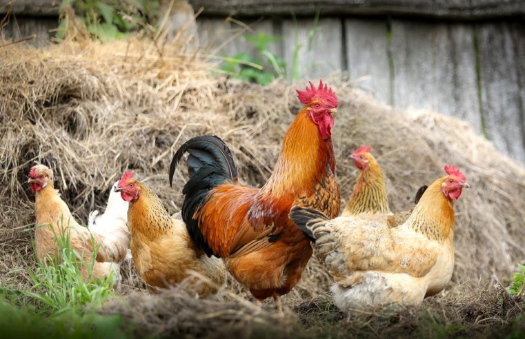 Que faut-il savoir sur l’élevage des poules ?