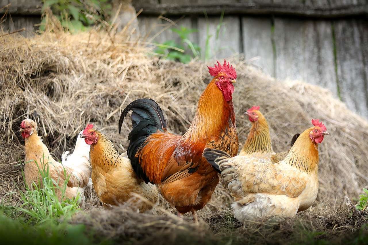 Que faut-il savoir sur l’élevage des poules ?