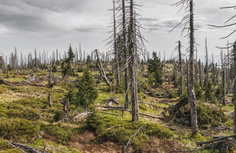 destruction de la nature