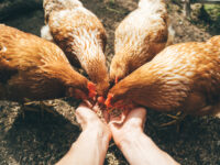 élevage de poules