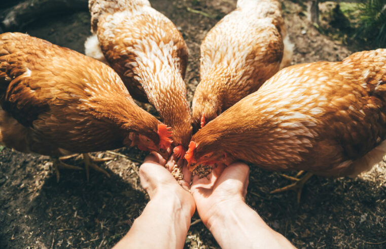 élevage de poules