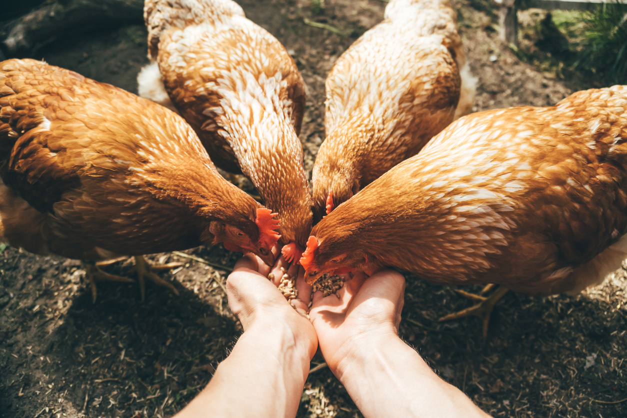Conseils pour bien démarrer dans l’élevage de poules pondeuses