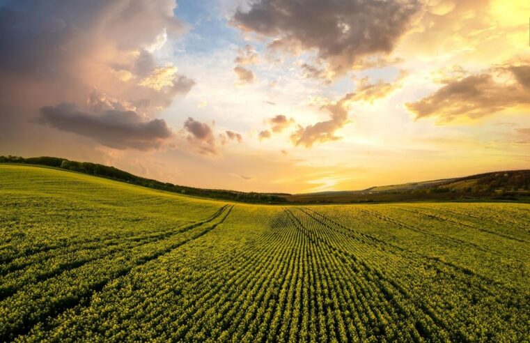 Louer un terrain agricole