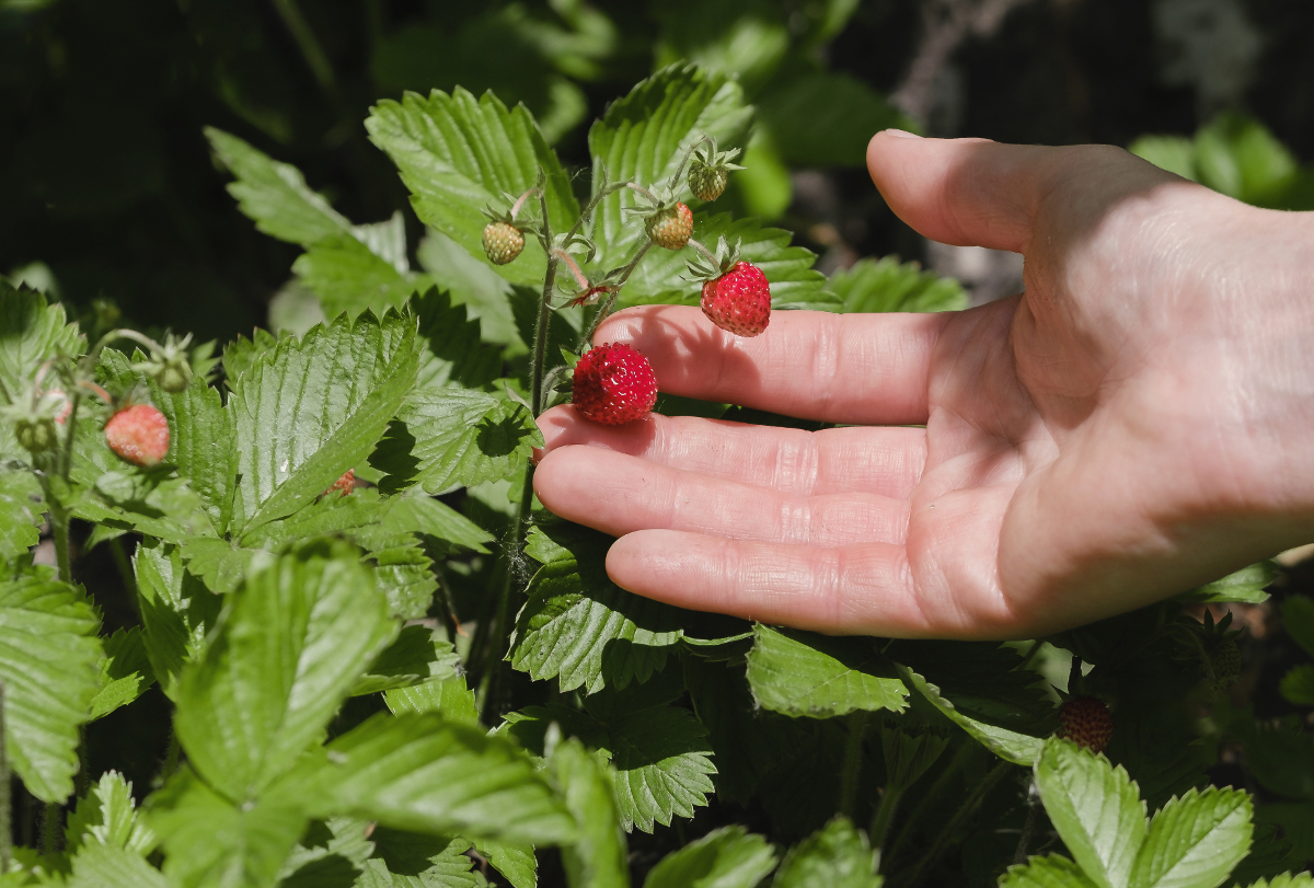 plantes sauvages