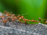 fourmis dans la maison