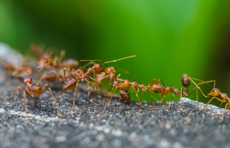Remède de grand-mère contre les fourmis dans la maison : astuces et recettes