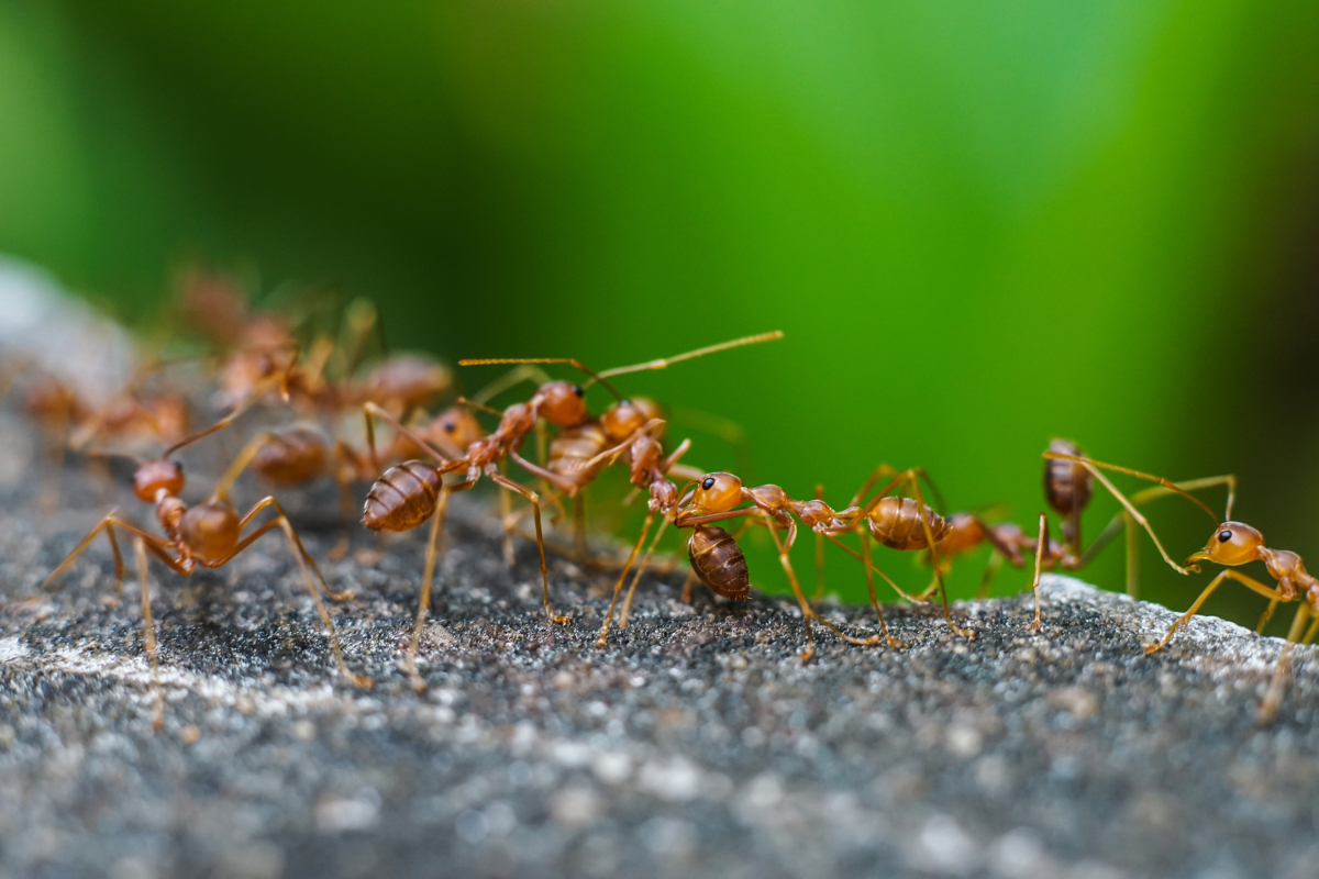 Remède de grand-mère contre les fourmis dans la maison : astuces et recettes