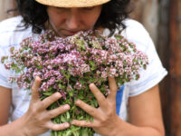 verveine
