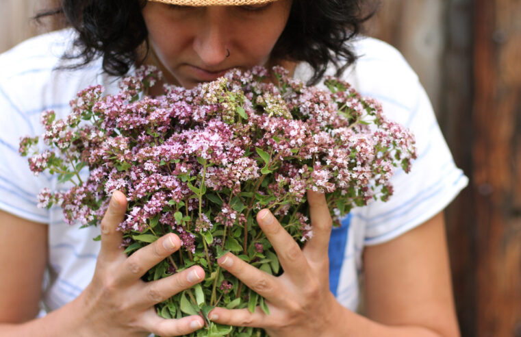 verveine
