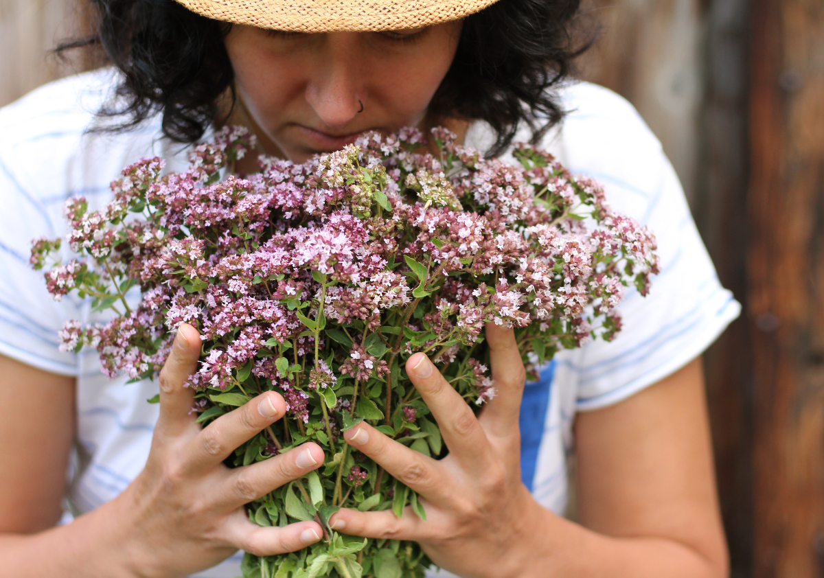 La meilleure période pour tailler une verveine et favoriser sa reprise