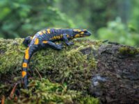 crottes de salamandre