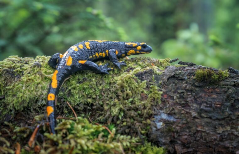 Comment les crottes de salamandre peuvent aider à la conservation de l’environnement ?
