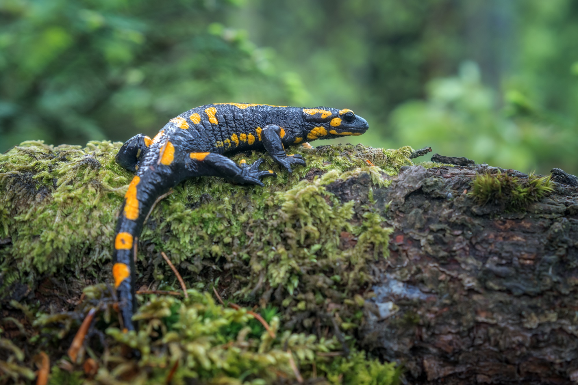 Comment les crottes de salamandre peuvent aider à la conservation de l’environnement ?