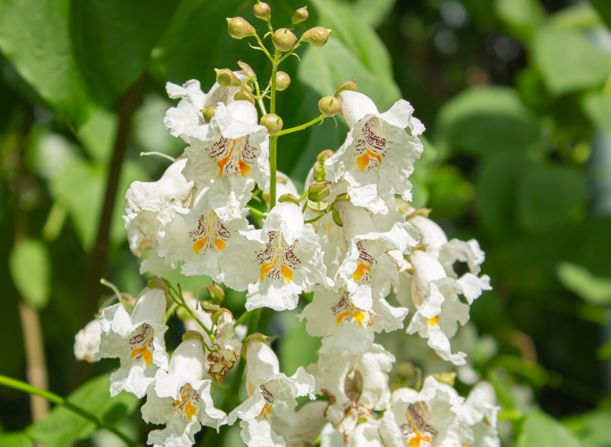 arbre catalpa
