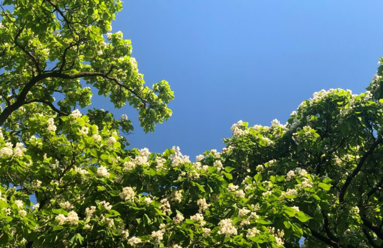 Catalpa