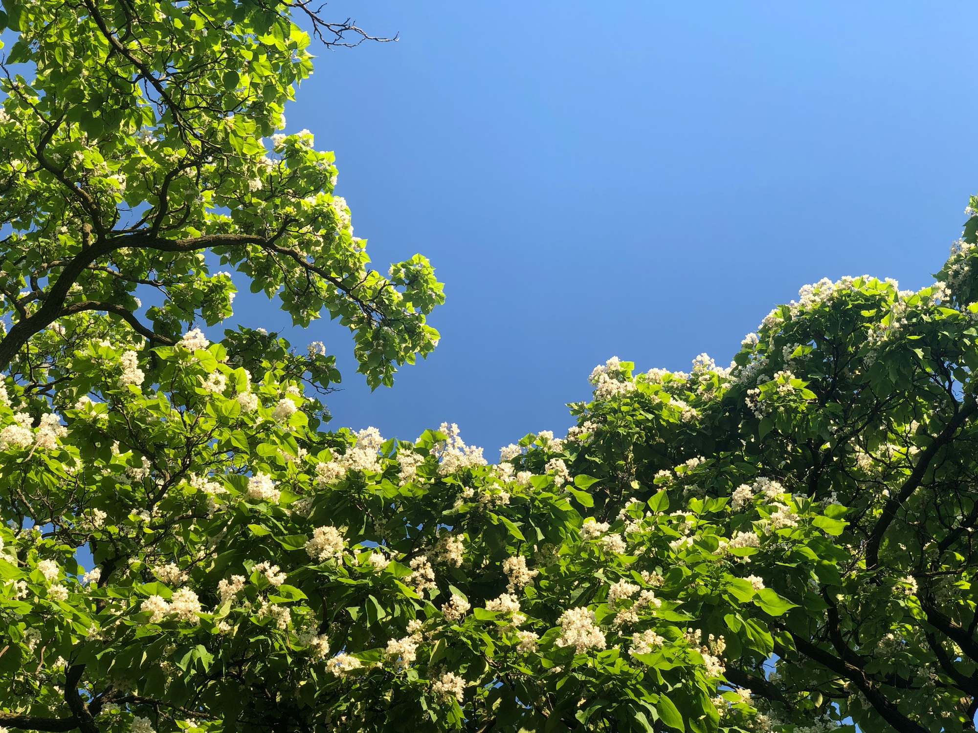 Les inconvénients du catalpa que vous n’avez jamais envisagés