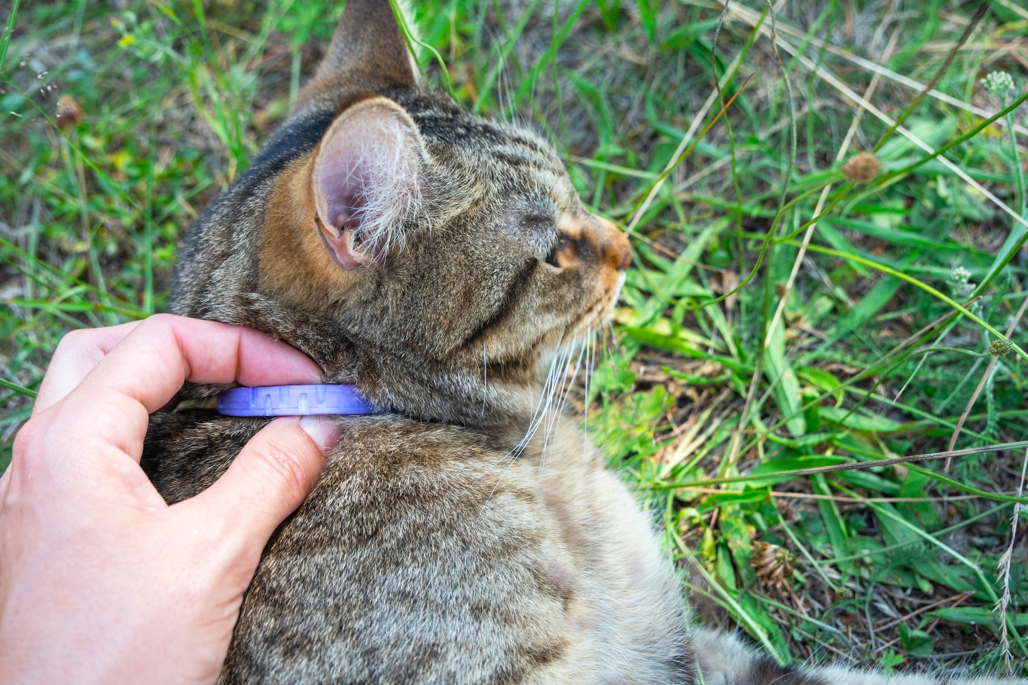 A cat's collar against ticks and fleas with natural celandine and lavender oil. Natural repelling of