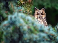 Owl sit in a tree and looking on the the camera