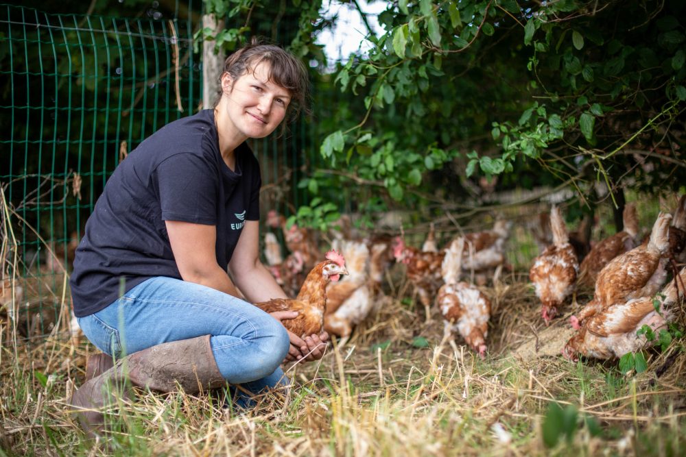 L’essor de l’aviculture en Bretagne