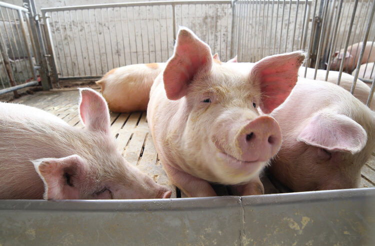 elevage-porcin
