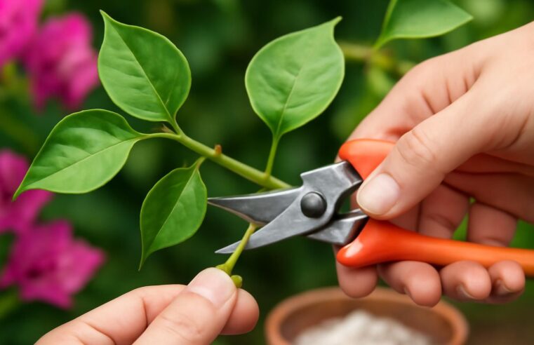 apprenez à bouturer un bougainvillier facilement grâce à notre guide étape par étape pour obtenir des fleurs éclatantes et colorées toute la saison.