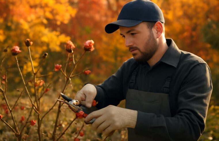 Découvrez comment tailler les rosiers en automne comme un pro