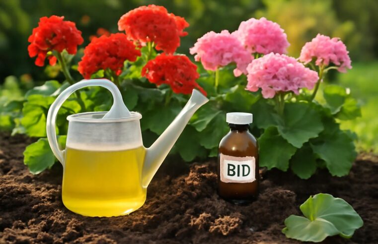 Engrais pour géranium avec de l&rsquo;urine : l&rsquo;alternative bio qui va révolutionner votre jardinage