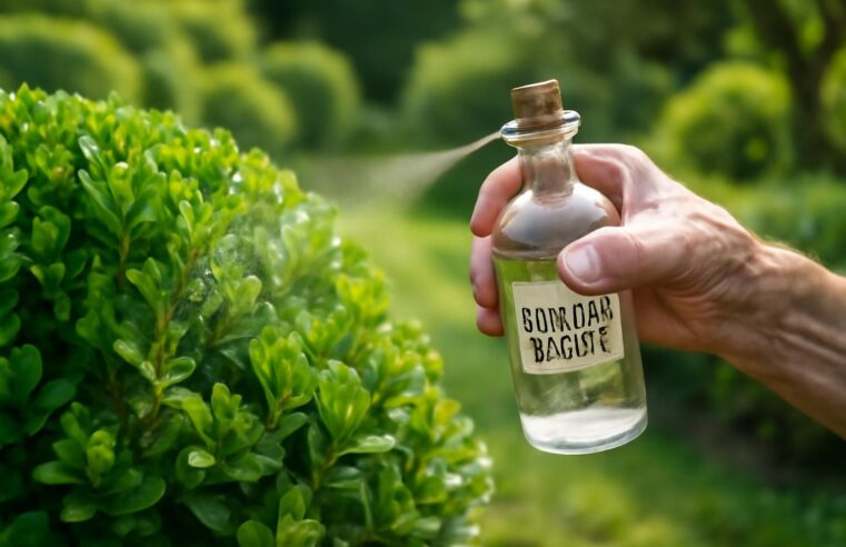 découvrez comment utiliser le vinaigre blanc, un remède de grand-mère naturel, pour lutter efficacement contre la pyrale du buis et protéger vos plantations en toute simplicité.