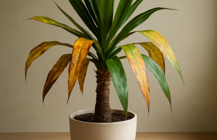 découvrez pourquoi les feuilles de votre yucca jaunissent et apprenez à interpréter ces signes vitaux pour préserver la santé de votre plante.