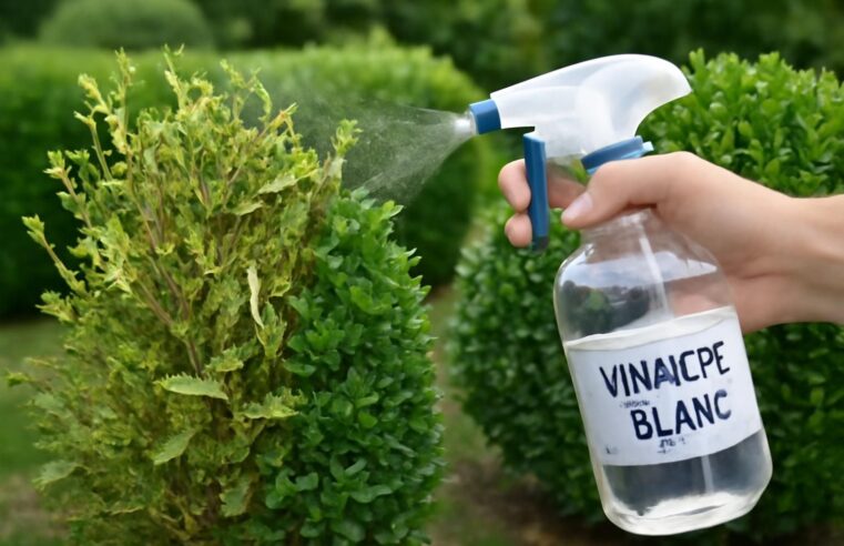 découvrez comment le traitement au vinaigre blanc peut éliminer naturellement et efficacement la pyrale du buis, protégeant ainsi vos plantations sans utiliser de produits chimiques.