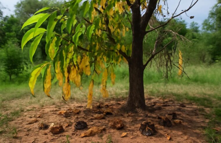 découvrez les principaux inconvénients de l'arbre savonnier à connaître avant de l'intégrer dans votre jardin, afin de faire un choix éclairé.