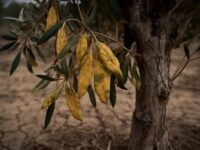 découvrez pourquoi votre olivier perd ses feuilles et comment identifier les causes possibles pour agir rapidement et préserver la santé de votre arbre.