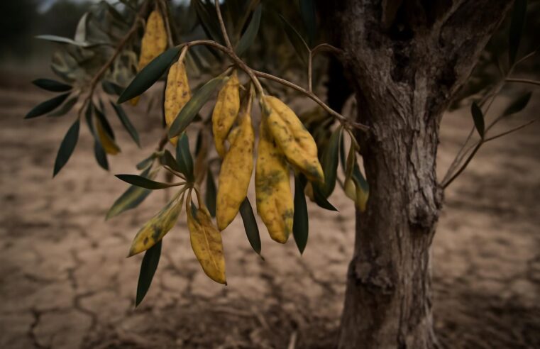 découvrez pourquoi votre olivier perd ses feuilles et comment identifier les causes possibles pour agir rapidement et préserver la santé de votre arbre.