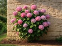 découvrez à quelle distance planter un hortensia près d'un mur pour créer un effet visuel captivant et harmonieux dans votre jardin.