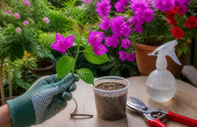 découvrez comment faire des boutures de bougainvillier facilement pour embellir votre jardin avec une végétation luxuriante et colorée toute l'année.
