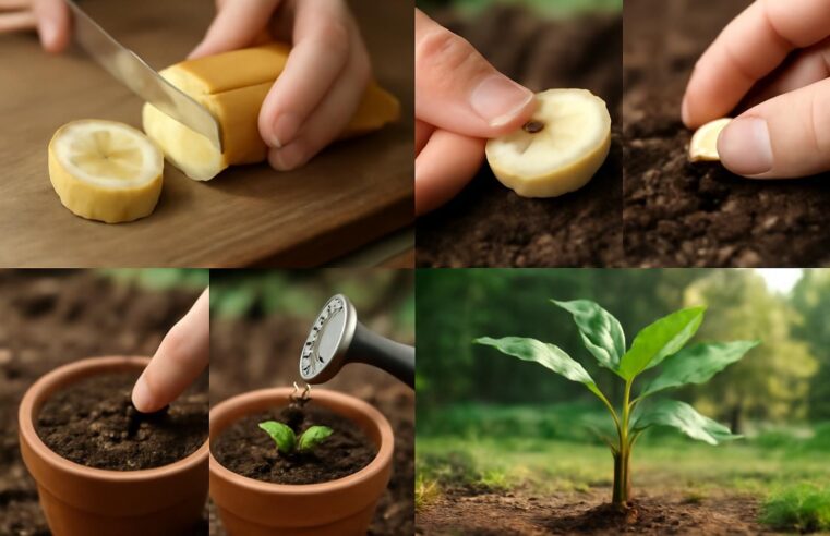 découvrez les étapes essentielles pour faire pousser un bananier à partir d'une banane, avec des conseils pratiques pour réussir votre plantation facilement.