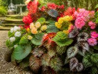 explorez notre guide complet des différentes variétés de bégonias pour sublimer votre jardin avec des couleurs et formes variées.