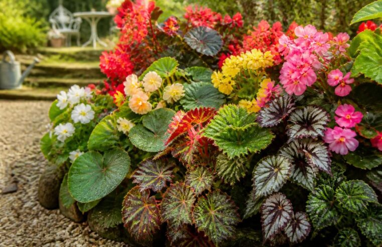explorez notre guide complet des différentes variétés de bégonias pour sublimer votre jardin avec des couleurs et formes variées.