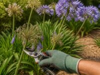 découvrez si couper les fleurs fanées des agapanthes stimule leur croissance et comment entretenir au mieux cette plante pour un jardin florissant.