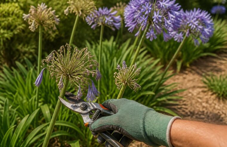 découvrez si couper les fleurs fanées des agapanthes stimule leur croissance et comment entretenir au mieux cette plante pour un jardin florissant.