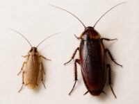 découvrez les principales différences entre la blatte germanique et la blatte de jardin pour mieux les identifier et comprendre leur comportement.