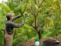 découvrez les principaux inconvénients du savonnier arbre et apprenez des méthodes efficaces pour les gérer afin de profiter pleinement de ses bienfaits.
