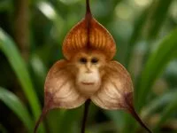 découvrez l'orchidée avec tête de singe, une fleur rare et fascinante qui émerveille par sa forme unique et son charme insolite. plongez dans l'univers captivant de cette beauté exotique à ne pas manquer.
