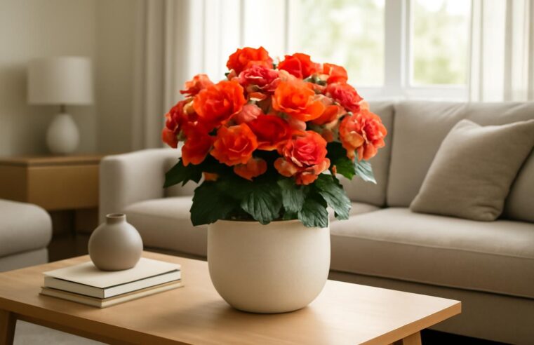 découvrez pourquoi le bégonia elatior est la plante idéale pour apporter couleur et élégance à votre intérieur, facile à entretenir et parfaite pour illuminer vos espaces de vie.