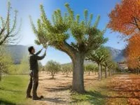 découvrez le moment idéal pour tailler vos muriers platanes en fonction de votre région et du climat, afin d'assurer une croissance optimale et une taille réussie.