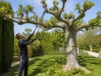 découvrez le meilleur moment pour tailler votre mûrier platane afin de stimuler une croissance optimale et assurer une santé durable à votre arbre.