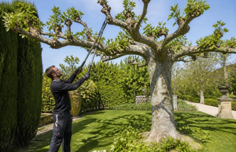 découvrez le meilleur moment pour tailler votre mûrier platane afin de stimuler une croissance optimale et assurer une santé durable à votre arbre.