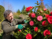 découvrez quand et comment tailler les camélias pour favoriser une croissance saine et une floraison abondante. suivez nos conseils pratiques pour réussir votre taille sans erreur.